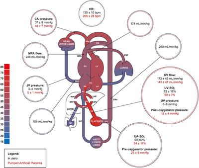 Impact of the Addition of a Centrifugal Pump in a Preterm Miniature Pig Model of the Artificial Placenta